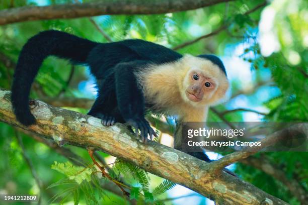 graceful white-faced capuchin strolling on tree branch - wildlife photography stock pictures, royalty-free photos & images