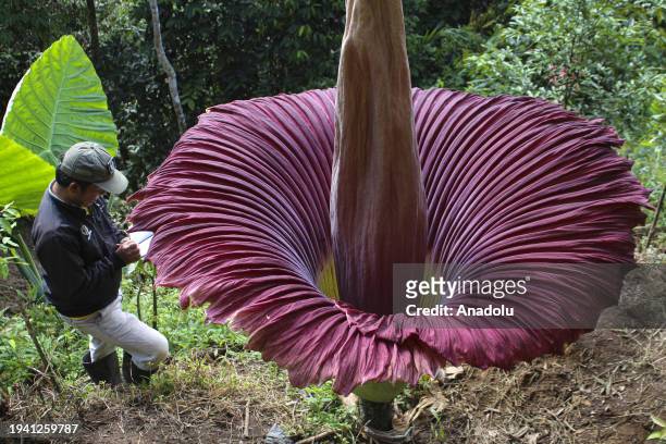 The Titan Arum flower locally known as corpse flower bloomed at Palupuah Forest, Agam District, West Sumatra, Indonesia, on January 21, 2024....
