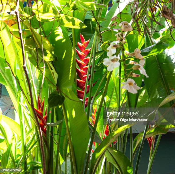 exotic plants of maui - banyan tree stock pictures, royalty-free photos & images