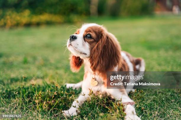 portrait of king charles spaniel puppy. - juguete spaniel inglés fotografías e imágenes de stock