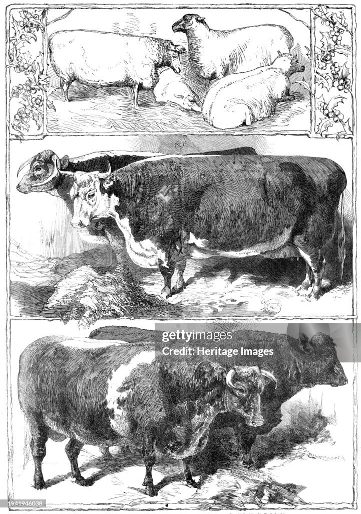Prize Animals Of The Smithfield Club Cattle Show
