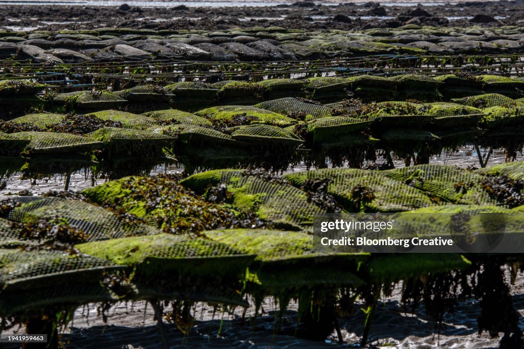 Oyster Beds At An Oyster Farm