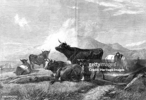 Rest on the Road to the Fair by H.B. Willis, in the exhibition of the Royal Academy, 1861. Engraving from a painting. 'We have seldom seen cattle...