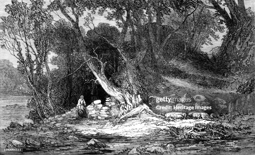 The Woodland Glade