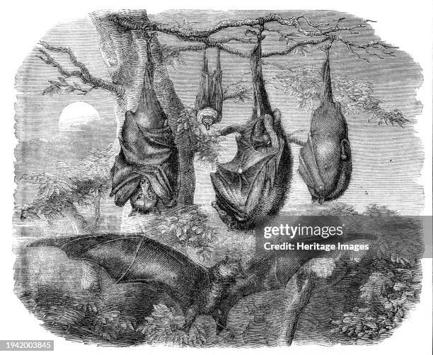 Flying Foxes recently added to the Zoological Society's Gardens, Regent's Park, 1861. 'The large frugivorous bat of India , or "flying fox" - as it...