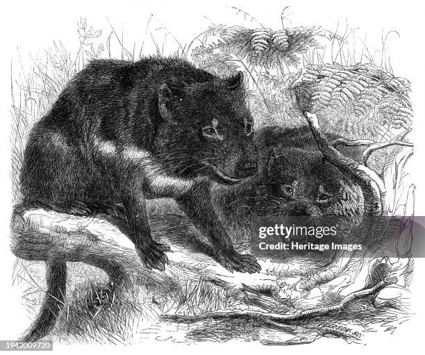 The Ursine Dasyure, or Tasmanian Devil , 1861. '...a fine example recently added to the Zoological Society of London's collection, probably the only...