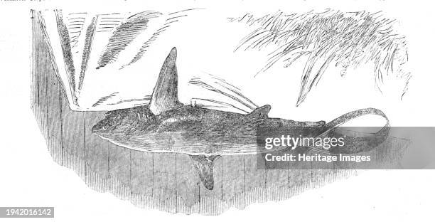 Shark caught off Exmouth, 1861. 'Two of the sharks which have been lately seen off the English coast striking terror into the hearts of sea-bathers,...