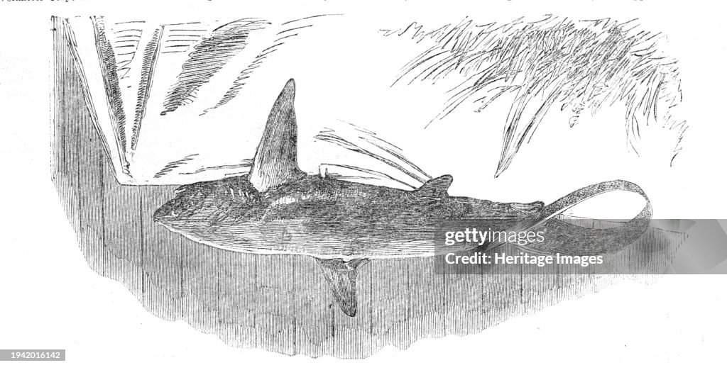 Shark Caught Off Exmouth