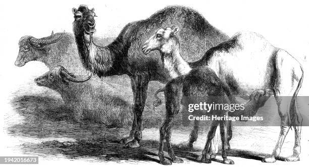 Animals at the Florence Exposition: buffaloes - camels from the Royal Domain of San Rossore, 1861. 'The cattle show at the Florence exhibition...