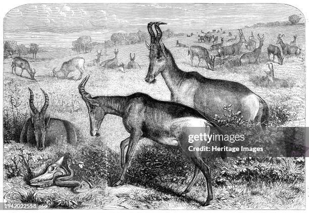 Hartebeeste antelopes, 1861. The hartebeest , also known as kongoni or kaama, is an African antelope. Creator: Friedrich Wilhelm Keyl.