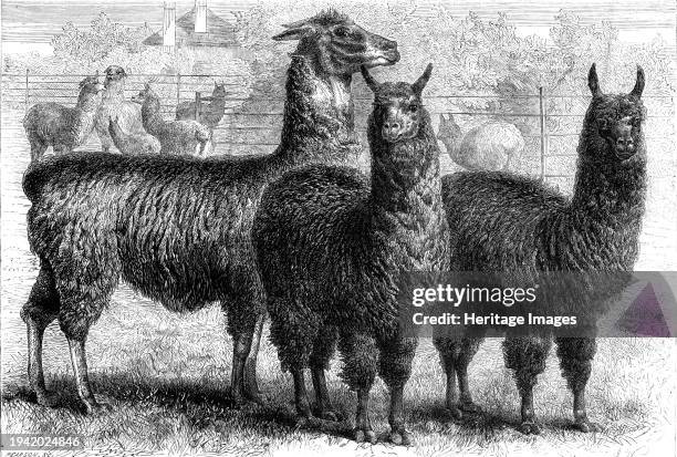 Mr. Ledger's alpacas and llamas at Sophienburg, the seat of Mr. Atkinson, New South Wales, 1861. 'Llama, cross, alpaca...selected for slaughter and...