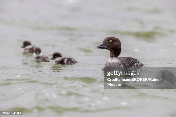 barrow's goldeneye (bucephala islandica), female with chicks, young birds, laxa river, lake myvatn, iceland, europe - laxa stock pictures, royalty-free photos & images