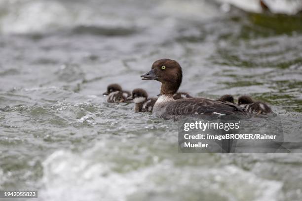 barrow's goldeneye (bucephala islandica), female with chicks, young birds, laxa river, lake myvatn, iceland, europe - laxa stock pictures, royalty-free photos & images