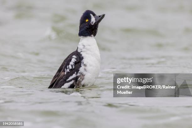 barrow's goldeneye (bucephala islandica), male stretching, laxa river, lake myvatn, iceland, europe - laxa stock pictures, royalty-free photos & images