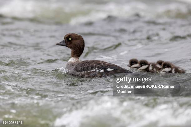 barrow's goldeneye (bucephala islandica), female with chicks, young birds, laxa river, lake myvatn, iceland, europe - laxa stock pictures, royalty-free photos & images