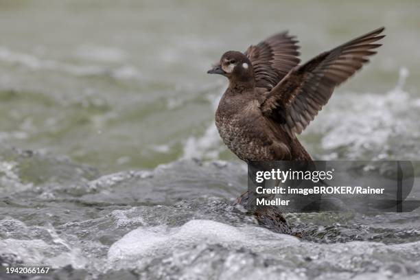 harlequin duck (histrionicus histrionicus), female, on a stone in a raging river, wings up, laxa river, lake myvatn, iceland, europe - laxa stock pictures, royalty-free photos & images