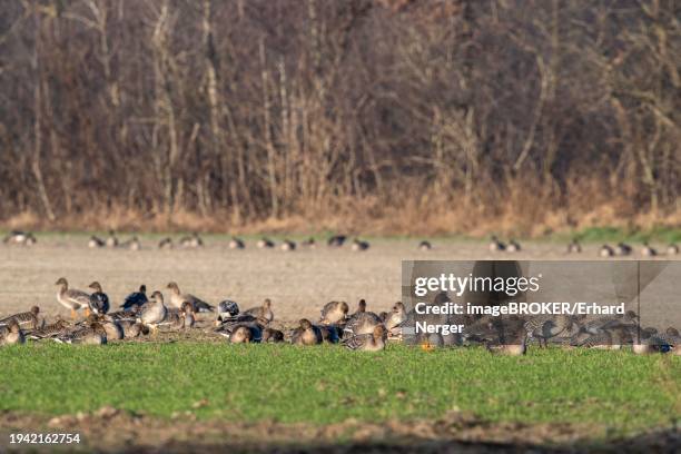 greater white-fronted geese (anser albifrons) and bean geese (anser fabalis), emsland, lower saxony, germany, europe - anser fabalis stock pictures, royalty-free photos & images