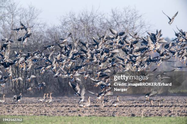 bean geese (anser fabalis), flying up, emsland, lower saxony, germany, europe - anser fabalis stock pictures, royalty-free photos & images