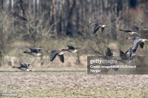 bean geese (anser fabalis), flying, emsland, lower saxony, germany, europe - anser fabalis stock pictures, royalty-free photos & images