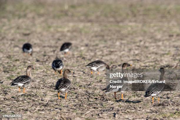 bean geese (anser fabalis), emsland, lower saxony, germany, europe - anser fabalis stock pictures, royalty-free photos & images