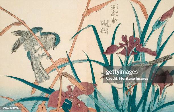 Birds and Iris, 18th-19th century. Attributed to Kitao Shigemasa. Creator: Kitao Shigemasa.
