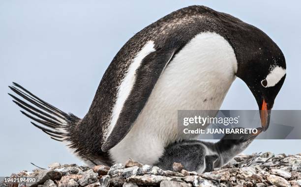 View of a gentoo penguin with its breeding at the Paradise Bay in the Gerlache Strait -which separates the Palmer Archipelago from the Antarctic...