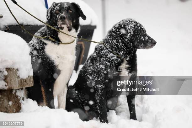 Dogs wait for their owner outside a shop as the met office issued weather alerts for snow with low temperatures continuing across the north of the...