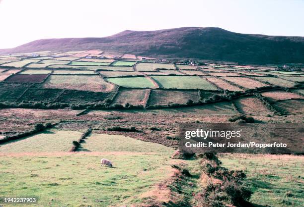 Lone sheep grazes on grass in a field on a farm on the Dingle Peninsula in County Kerry in South West Ireland on 16th August 1984. Dry stone walls...