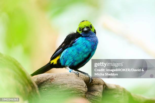 paradise tanager (tangara chilensis) sitting on a branch, bavaria, germany, europe - paradise tanager stock pictures, royalty-free photos & images