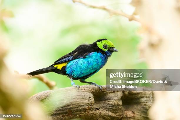 paradise tanager (tangara chilensis) sitting on a branch, bavaria, germany, europe - paradise tanager stock pictures, royalty-free photos & images