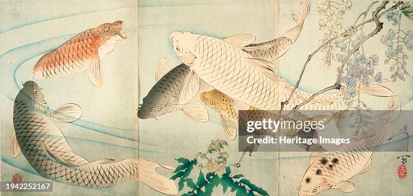 Carp With Wisteria