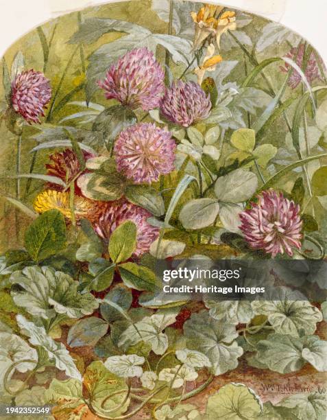 Red Clover with Butter-and-Eggs and Ground Ivy, 1860. Creator: William Trost Richards.
