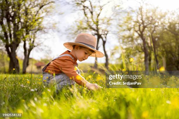 boy in the grass picking flowers - frontier boys village stock pictures, royalty-free photos & images