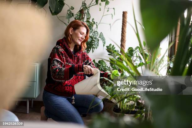 watering houseplants - houseplant stock pictures, royalty-free photos & images