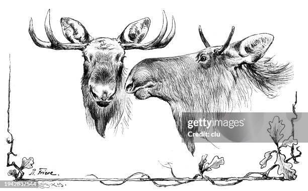 elk, odd 28 ender - moose face stock illustrations