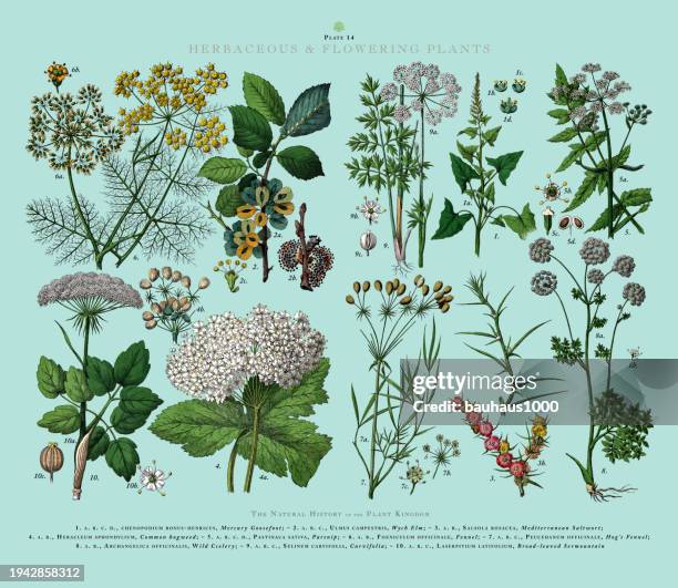 ilustraciones, imágenes clip art, dibujos animados e iconos de stock de herbaceous and flowering plants, plant kingdom, victorian botanical illustration, circa 1853 - fennel