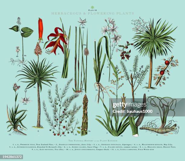 bildbanksillustrationer, clip art samt tecknat material och ikoner med herbaceous and flowering plants, plant kingdom, victorian botanical illustration, circa 1853 - rotting