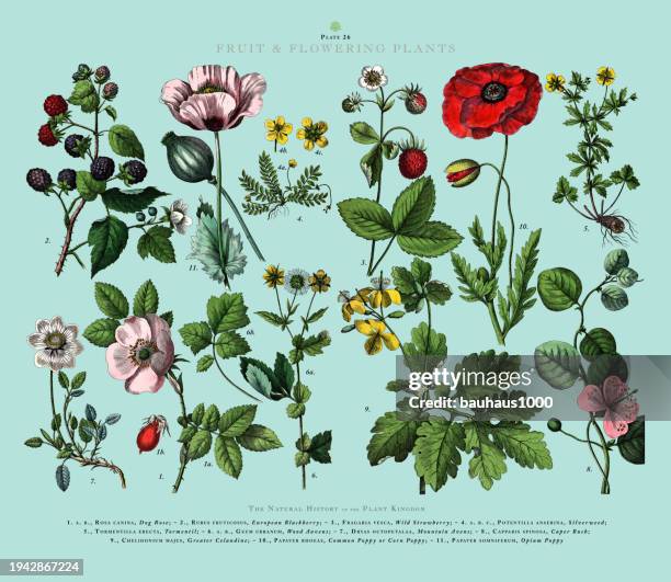 fruit and flowering plants, plant kingdom, victorian botanical illustration, circa 1853 - poppy plant stock-grafiken, -clipart, -cartoons und -symbole