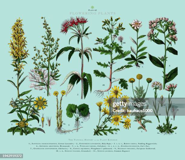 flowering plants, plant kingdom, victorian botanical illustration, circa 1853 - wormwood plant stock-grafiken, -clipart, -cartoons und -symbole