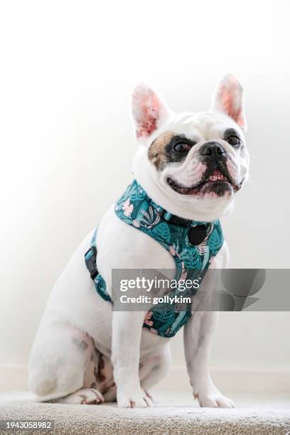 portrait of a strong female french bulldog - animal harness stock pictures, royalty-free photos & images