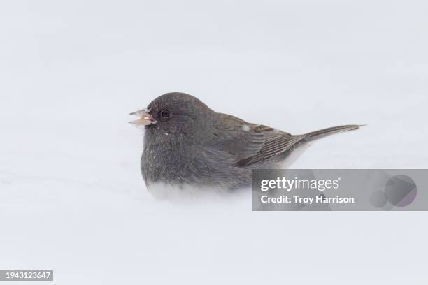 dark-eyed junco in the snow - junko stock-fotos und bilder