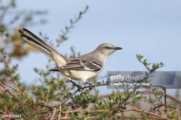 mockingbird perched on bush - st marks wildlife refuge stock pictures, royalty-free photos & images