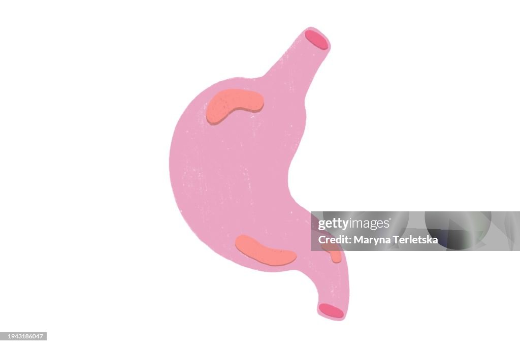 Human stomach on a gray background. Human anatomy. Human organs. Health. Healthcare. Model of a human stomach cut out of paper. An alternative view of human anatomy.