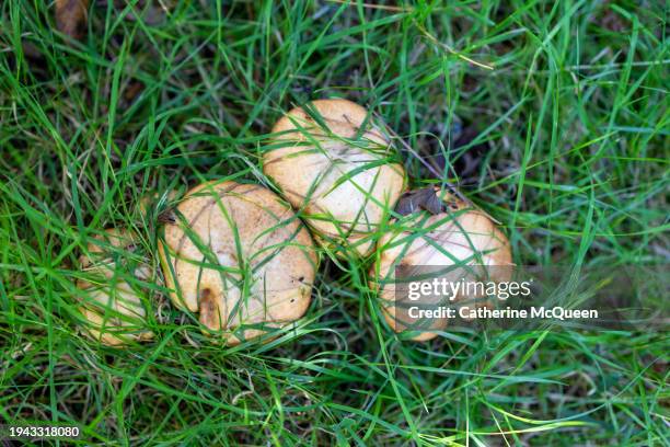 bunch of chicken fat bolete mushrooms or suillus americanus - sticky bun stock pictures, royalty-free photos & images