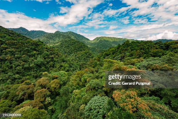 cloud forest landscape - cloud forest ecuador stock pictures, royalty-free photos & images