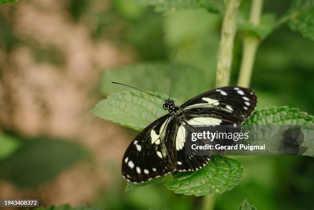 false zebra longwing (heliconius atthis) butterfly - equator line stock pictures, royalty-free photos & images