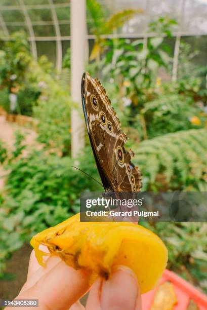 owl caligo butterfly in the cloud forest in mindo (ecuador) - equator line stock pictures, royalty-free photos & images