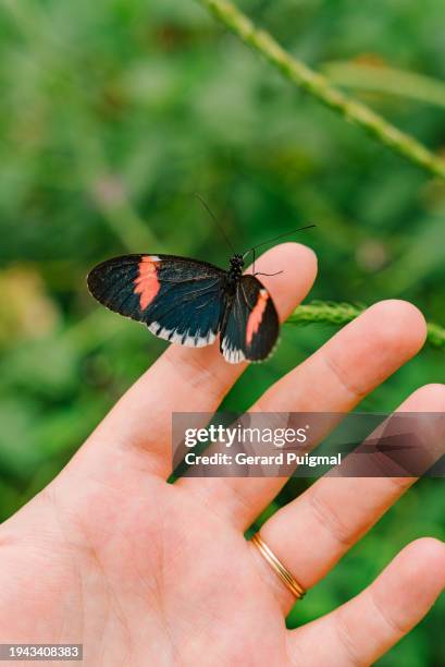 black and blue with red stripes and white fringe red postman butterfly standing on a woman's hand in the cloud forest in mindo. heliconius melpomeme sticheli butterfly - equator line stock pictures, royalty-free photos & images