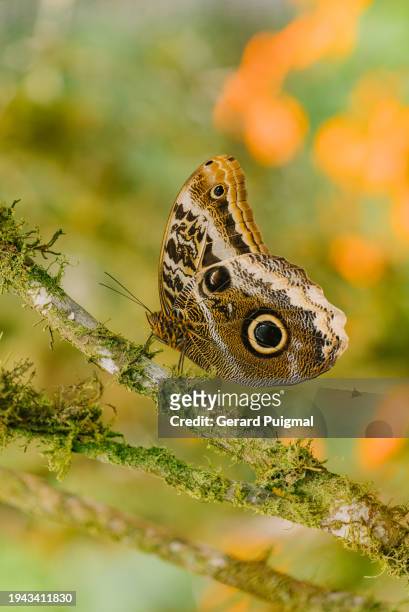 owl caligo butterfly on branch - owl butterfly stock pictures, royalty-free photos & images