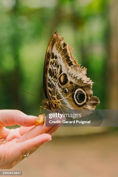 owl caligo butterfly in the cloud forest in mindo (ecuador) - owl butterfly stock pictures, royalty-free photos & images